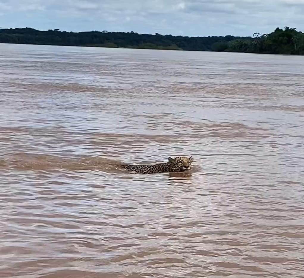 Vídeo: cocalinhorioaraguaia